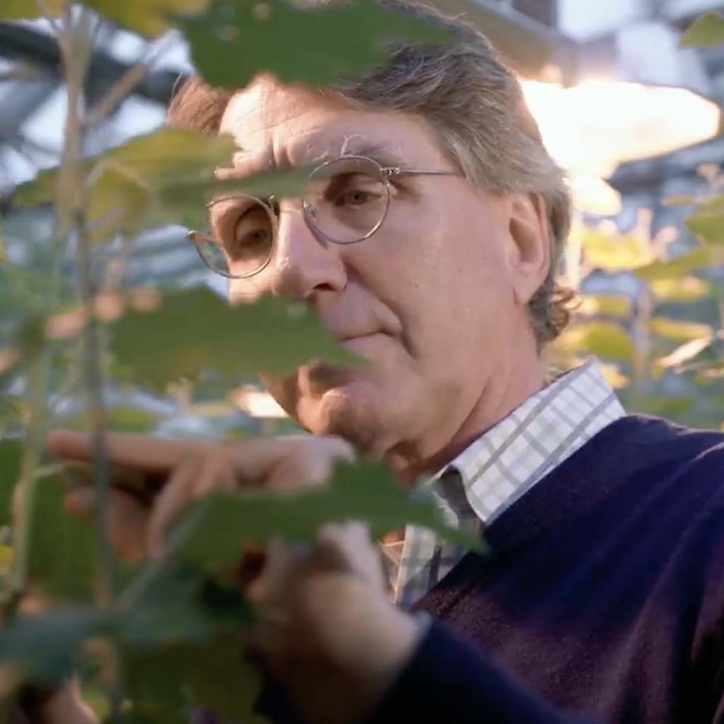 Scientist looking at leaf.